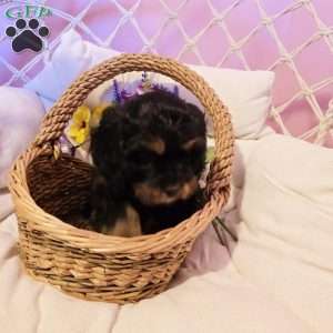 Bently, Cavapoo Puppy